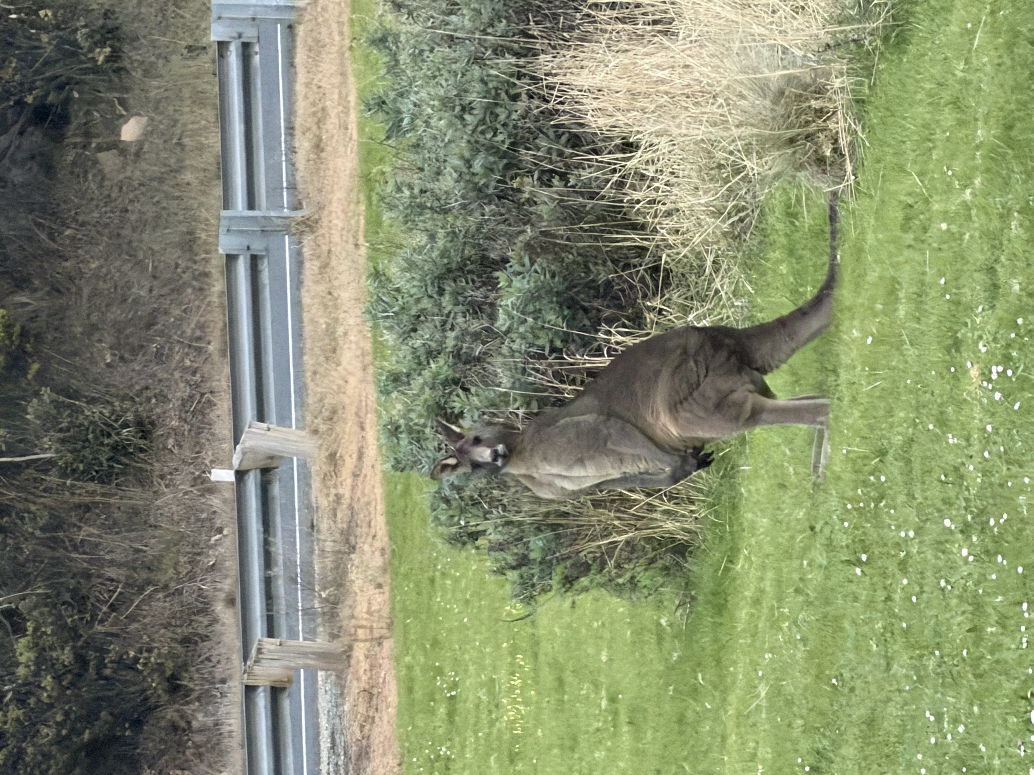 IMG_3459.jpeg